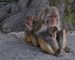 Магот или магрибский макак — узконосая бесхвостая обезьяна: описание, фото и видео