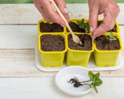 Циния — выращивание из семян