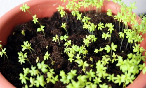 Кресс-салат: выращивание из семян в домашних условиях и в открытом грунте Как правильно посадить кресс салат на подоконнике