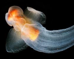 Интересные факты про моллюсков (15 фото) Самые интересные факты о брюхоногих моллюсках